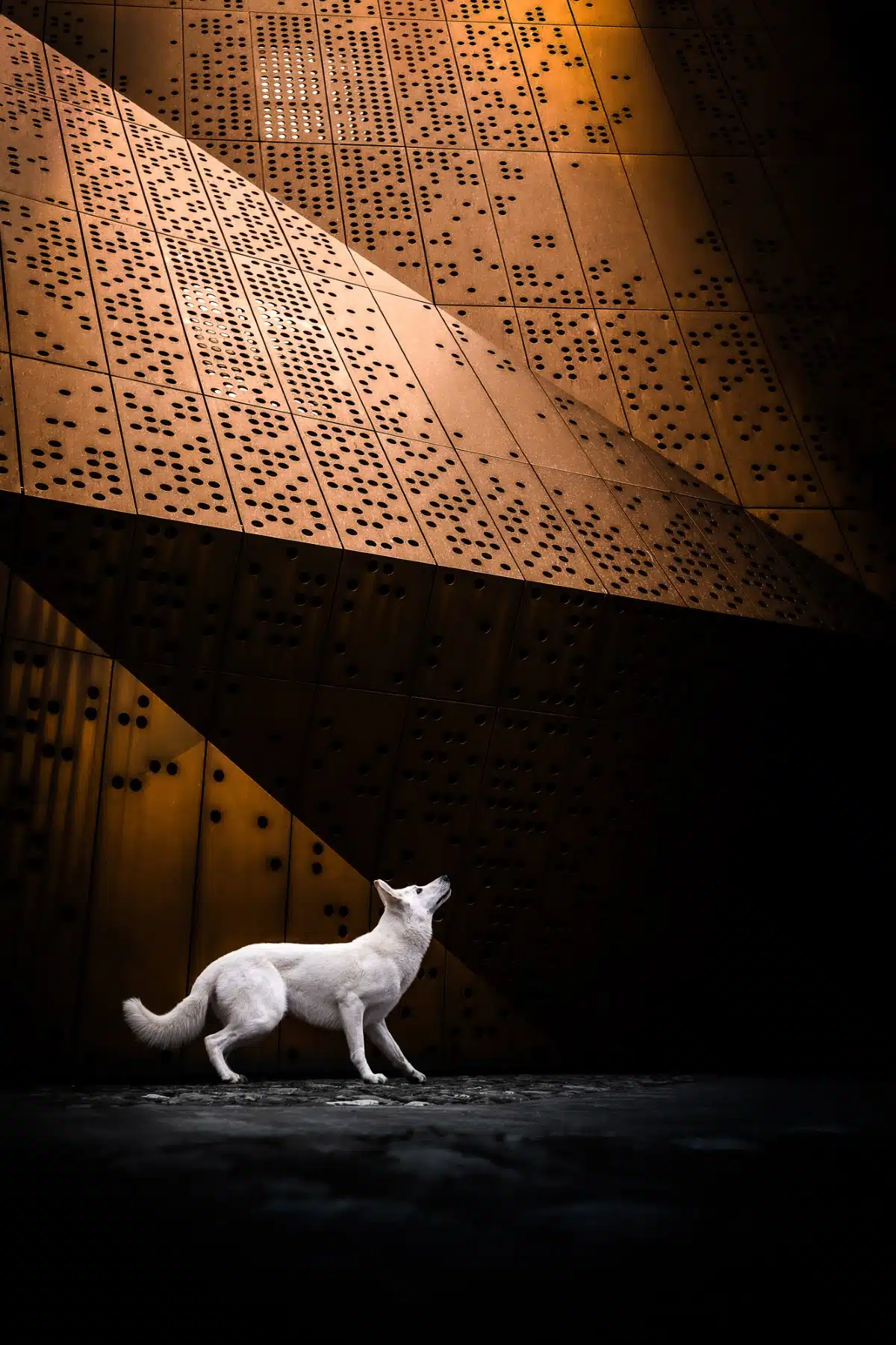 Dog Photography Awards